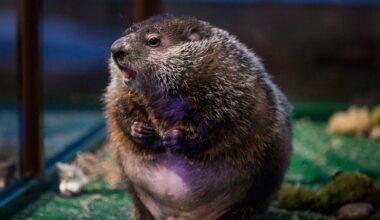 Groundhog Day 2026: How to watch Staten Island Chuck's prediction