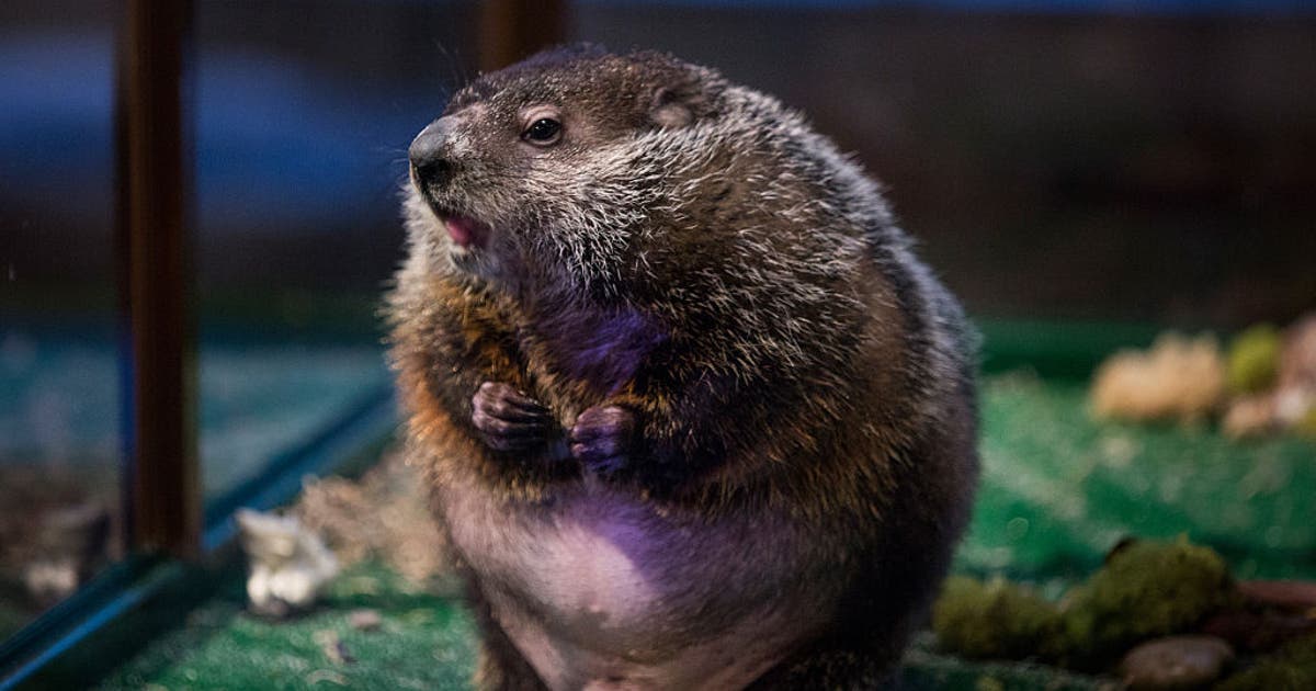 Groundhog Day 2026: How to watch Staten Island Chuck's prediction