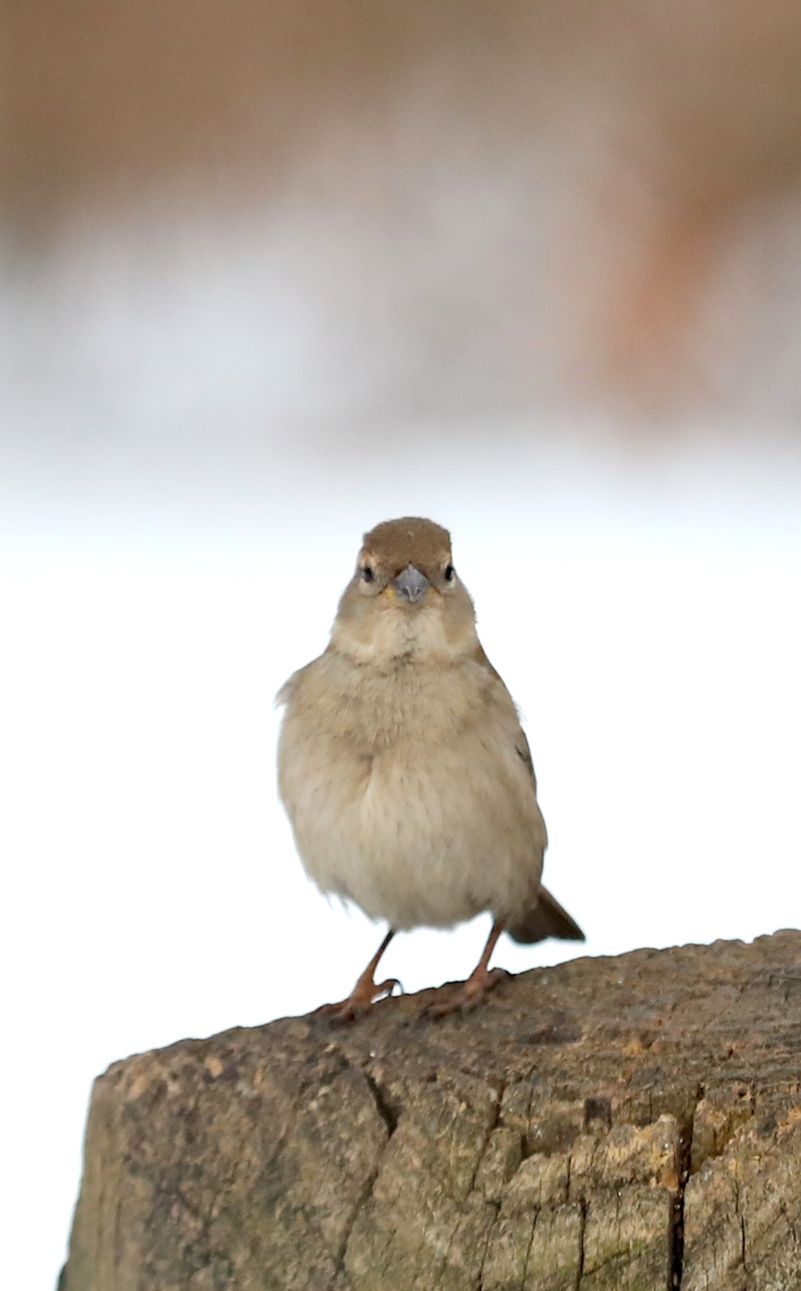 Many colorful visitors, such as this female House Sparrow, appeared during a 30-minute visit to the Conference House parking lot. (Advance/SILive.com | Jan Somma-Hammel)