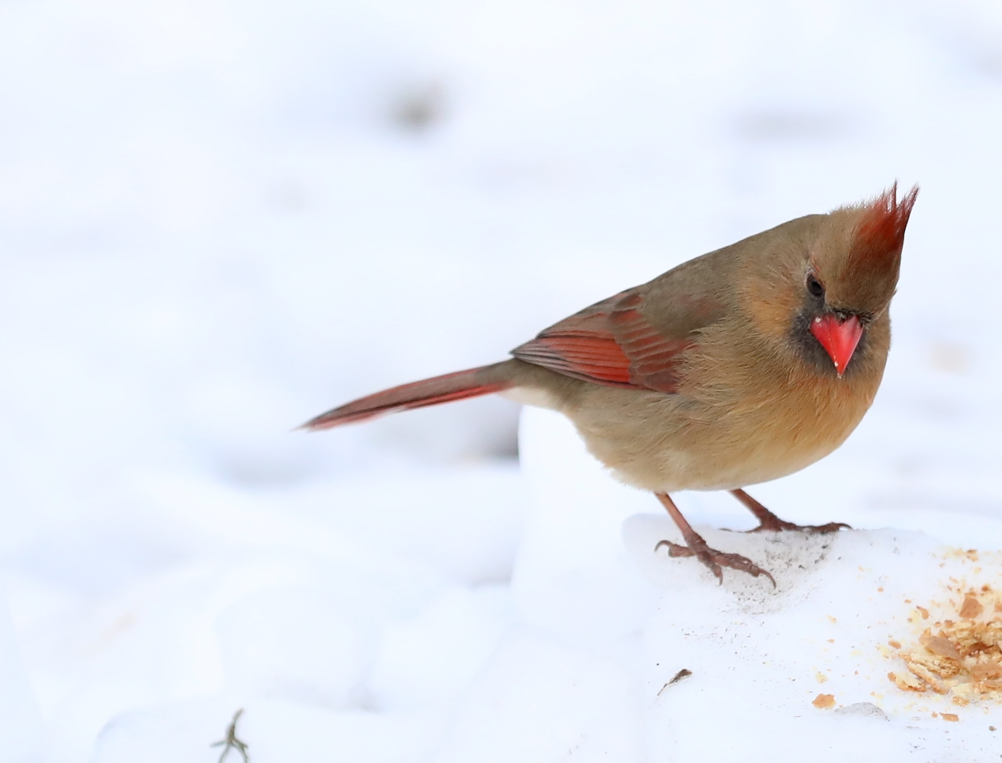 Many colorful visitors, such as this female Cardinal, appeared during a 30-minute visit to the Conference House parking lot. (Advance/SILive.com | Jan Somma-Hammel)