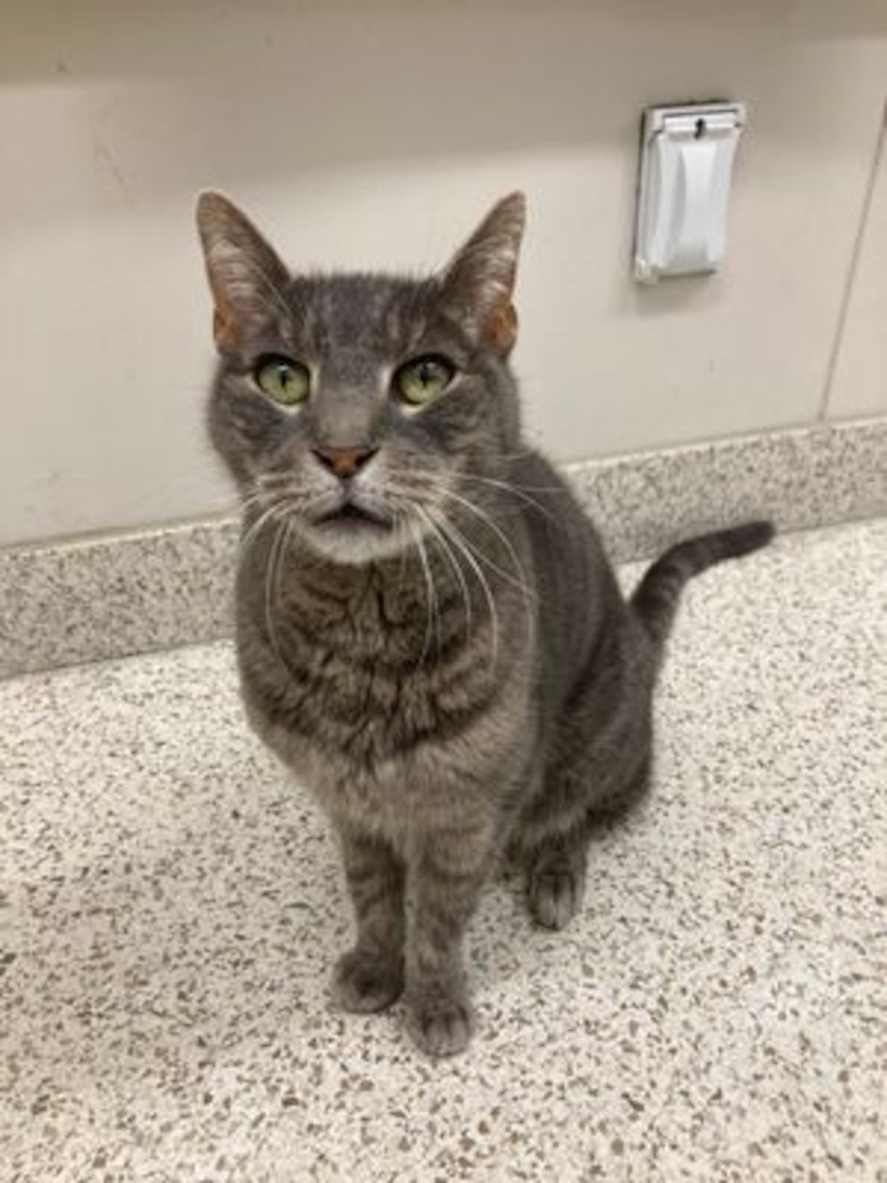 Spend these frigid days with a new friend—pets looking for a forever home. Jan 31- Feb 1