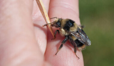 The Queen Bee’s Winter Visit