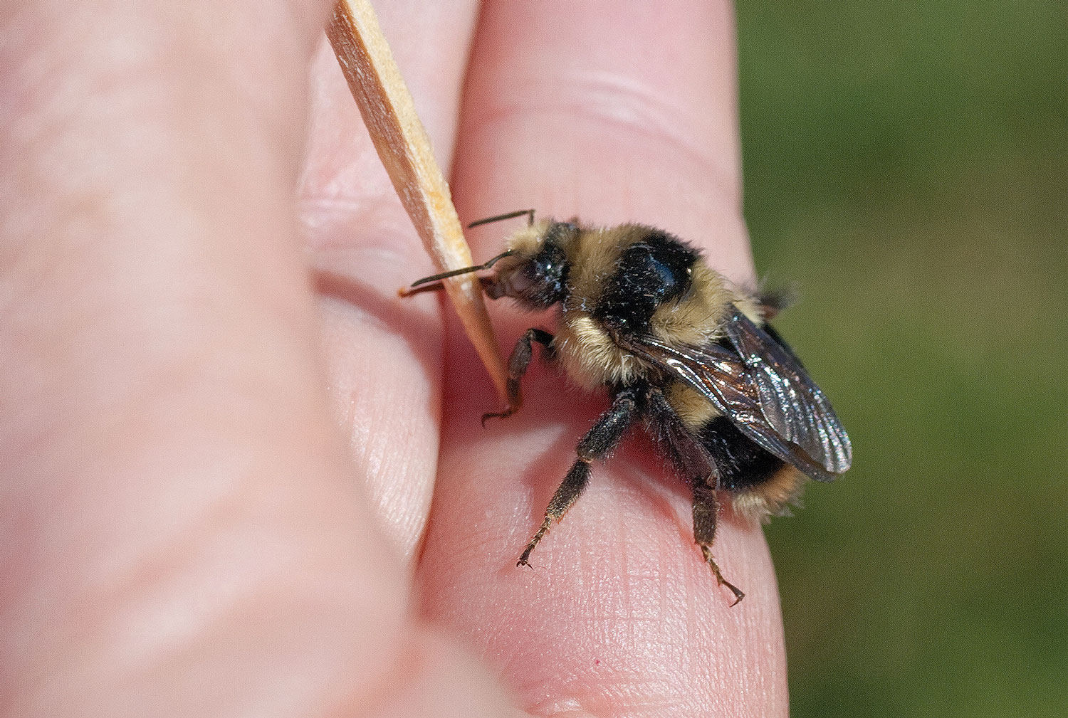 The Queen Bee’s Winter Visit