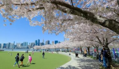 Where to see cherry blossoms in western Queens this spring – QNS