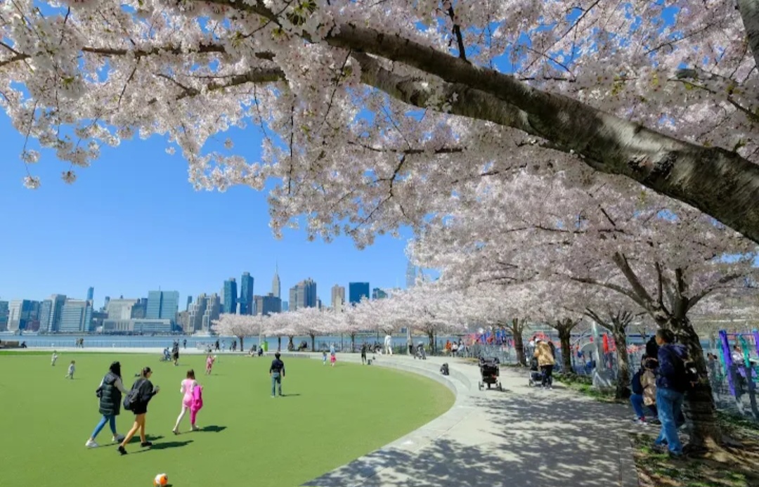 Where to see cherry blossoms in western Queens this spring – QNS