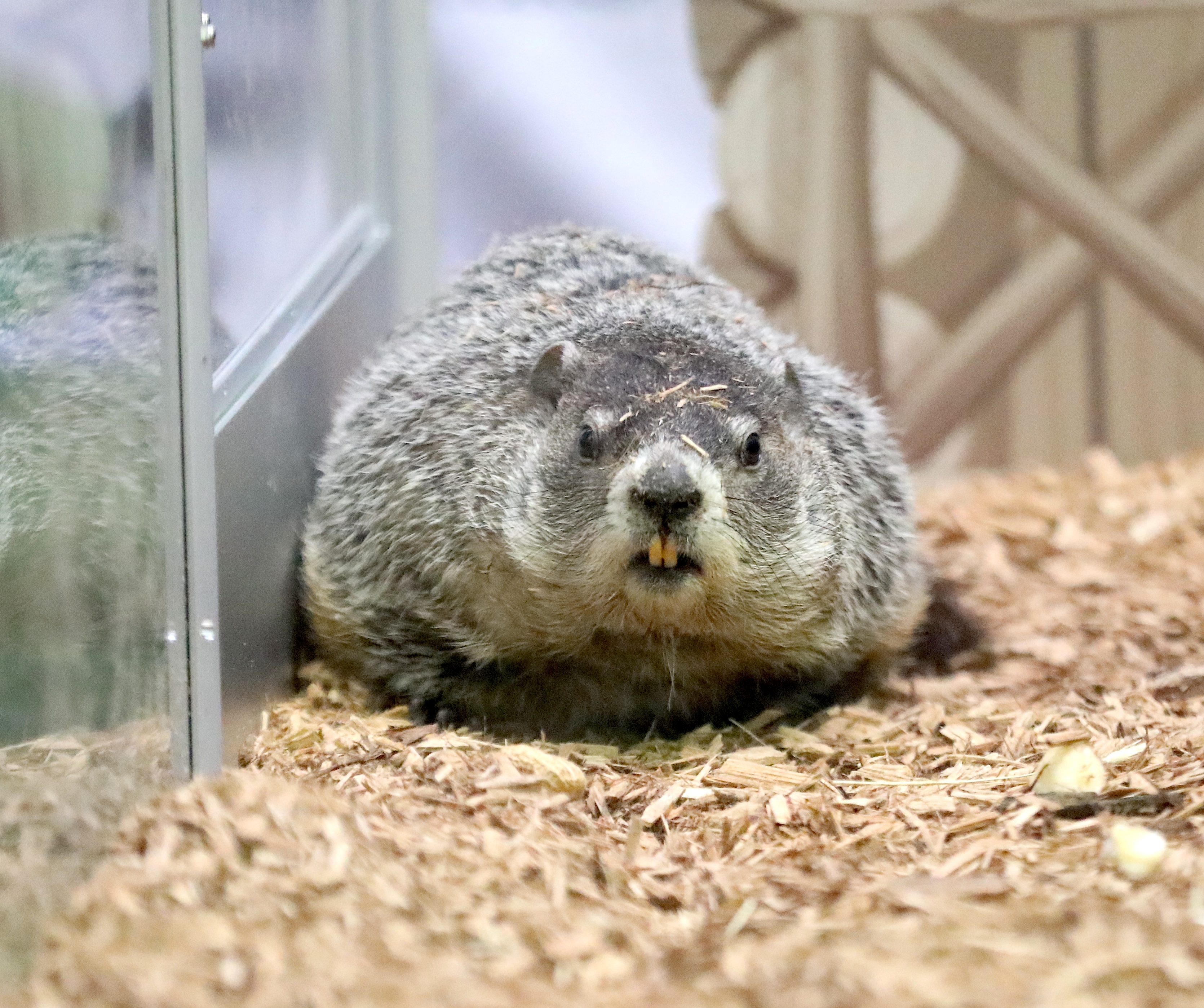 Staten Island Chuck is seen here at the 2026 Groundhog Day event at the Staten Island Zoo with local elected officials and zoo staff and members of the Susan Wagner Weather Club. He predicted six more weeks of winter.(Advance/SILive.com | Jan Somma-Hammel)