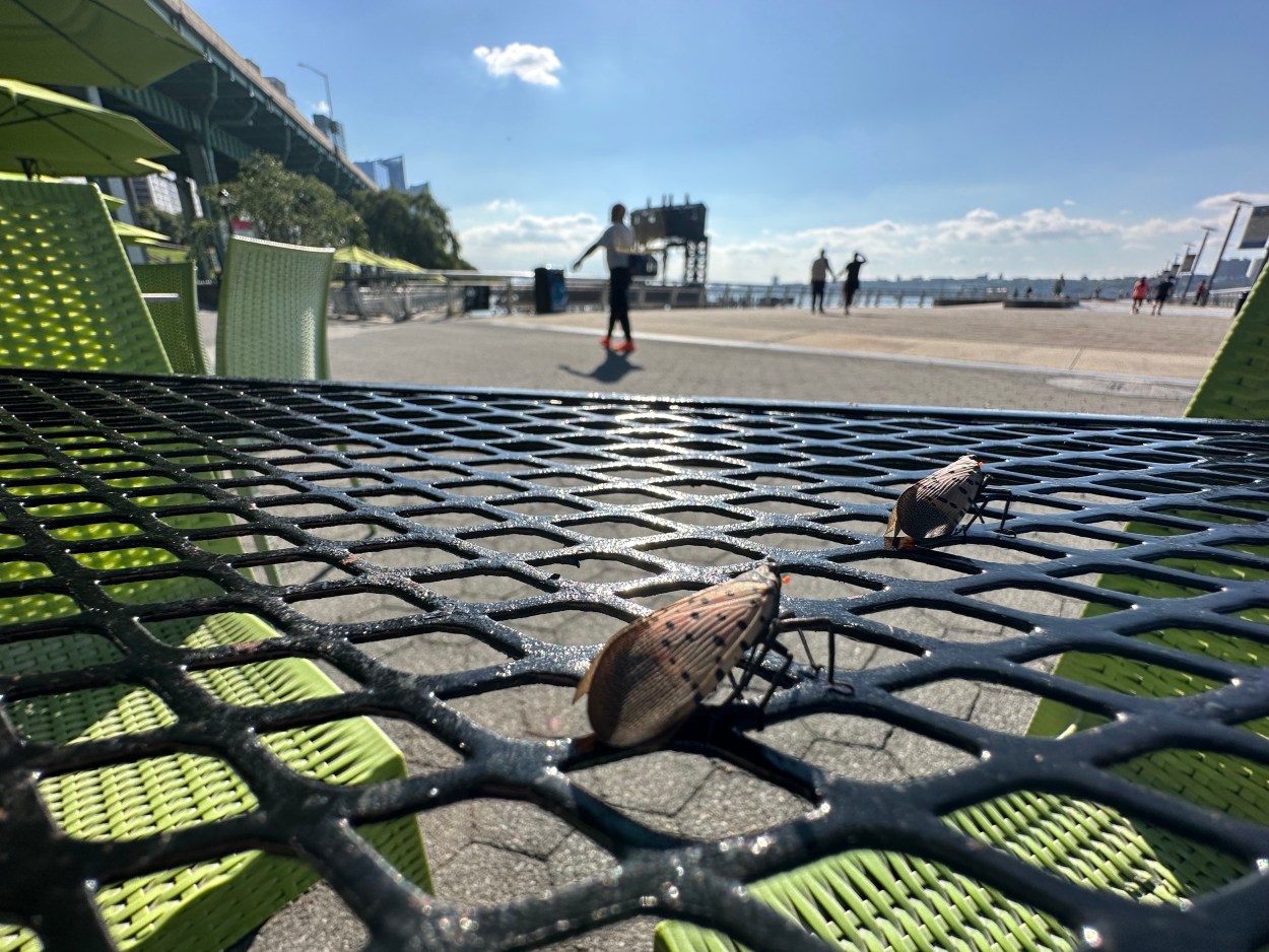 Spotted Lanternflies Pier-i