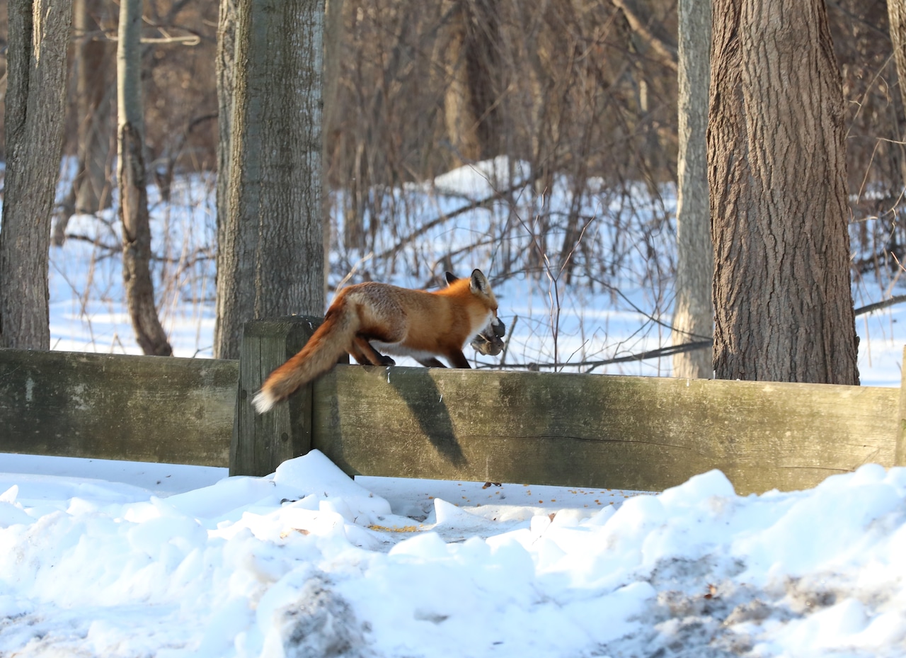 A fox catches breakfast