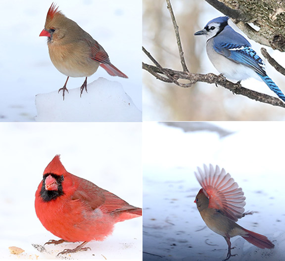 For birds that only come in winter, this area is their version of going south. (Advance/SILive.com |Jan Somma-Hammel)
