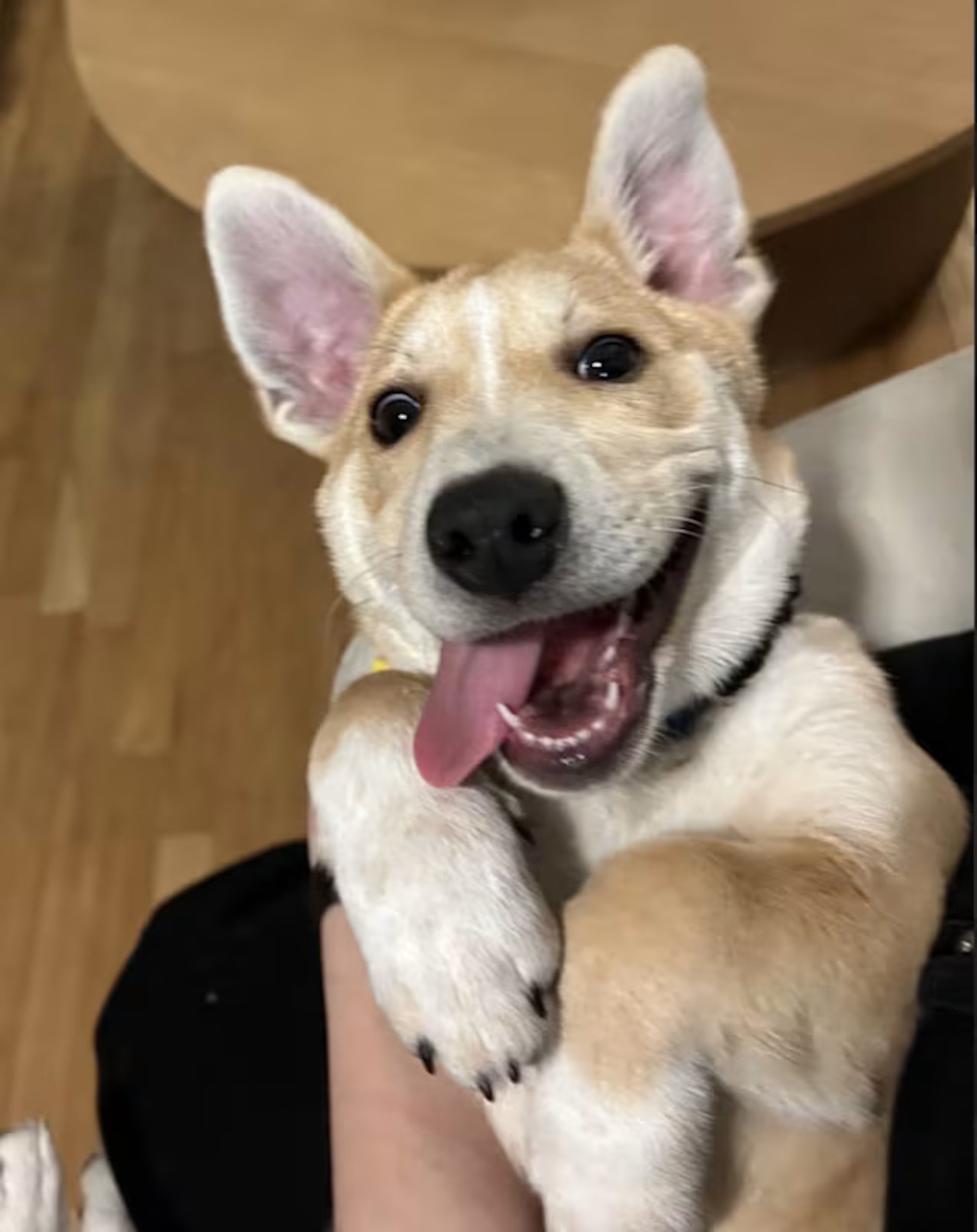 Looking for love…here you go.  Adoptable pets here to change your life: Feb 7 - Feb 8