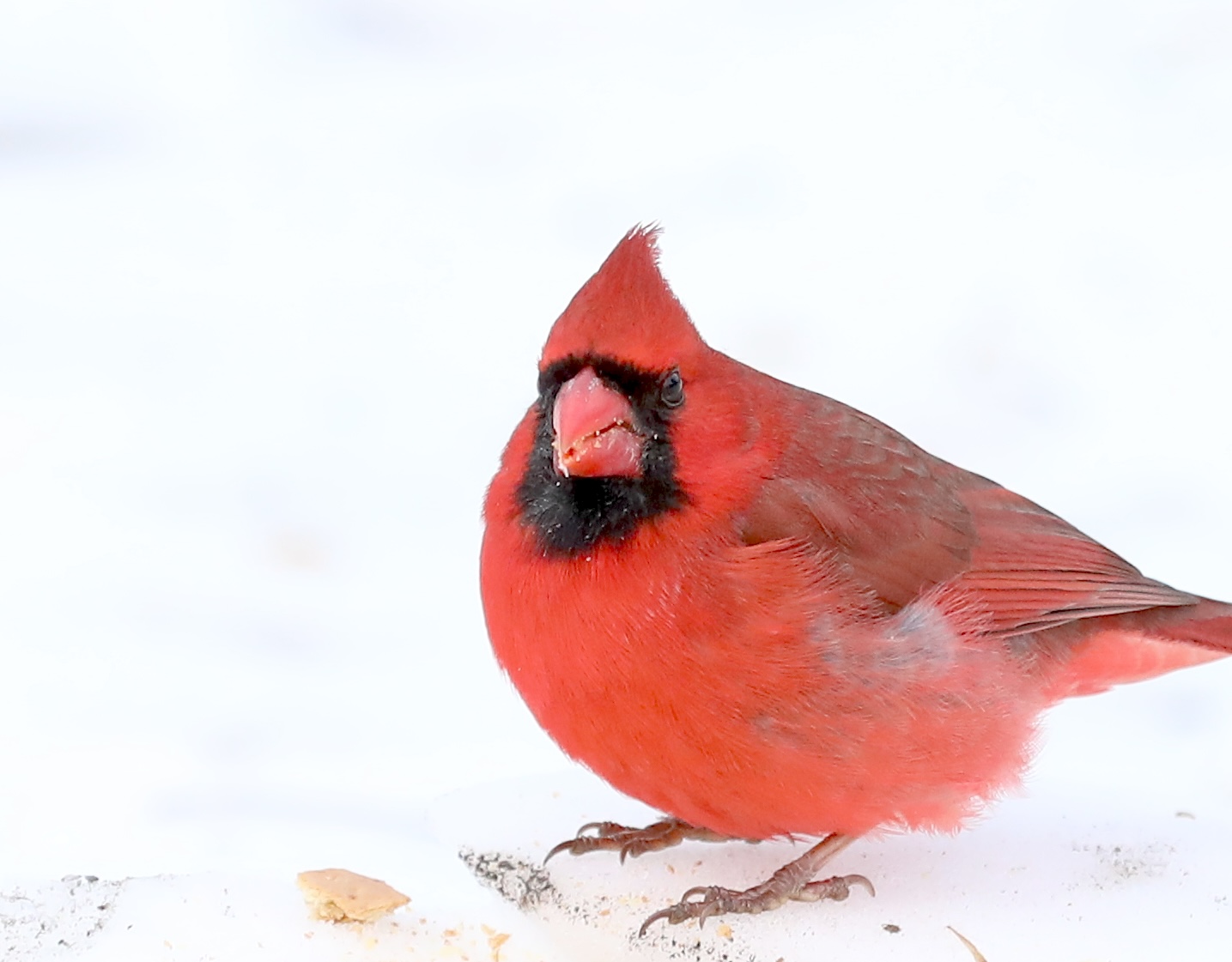 Many colorful visitors, such as this male Cardinal, appeared during a 30-minute visit to the Conference House parking lot. (Advance/SILive.com | Jan Somma-Hammel)