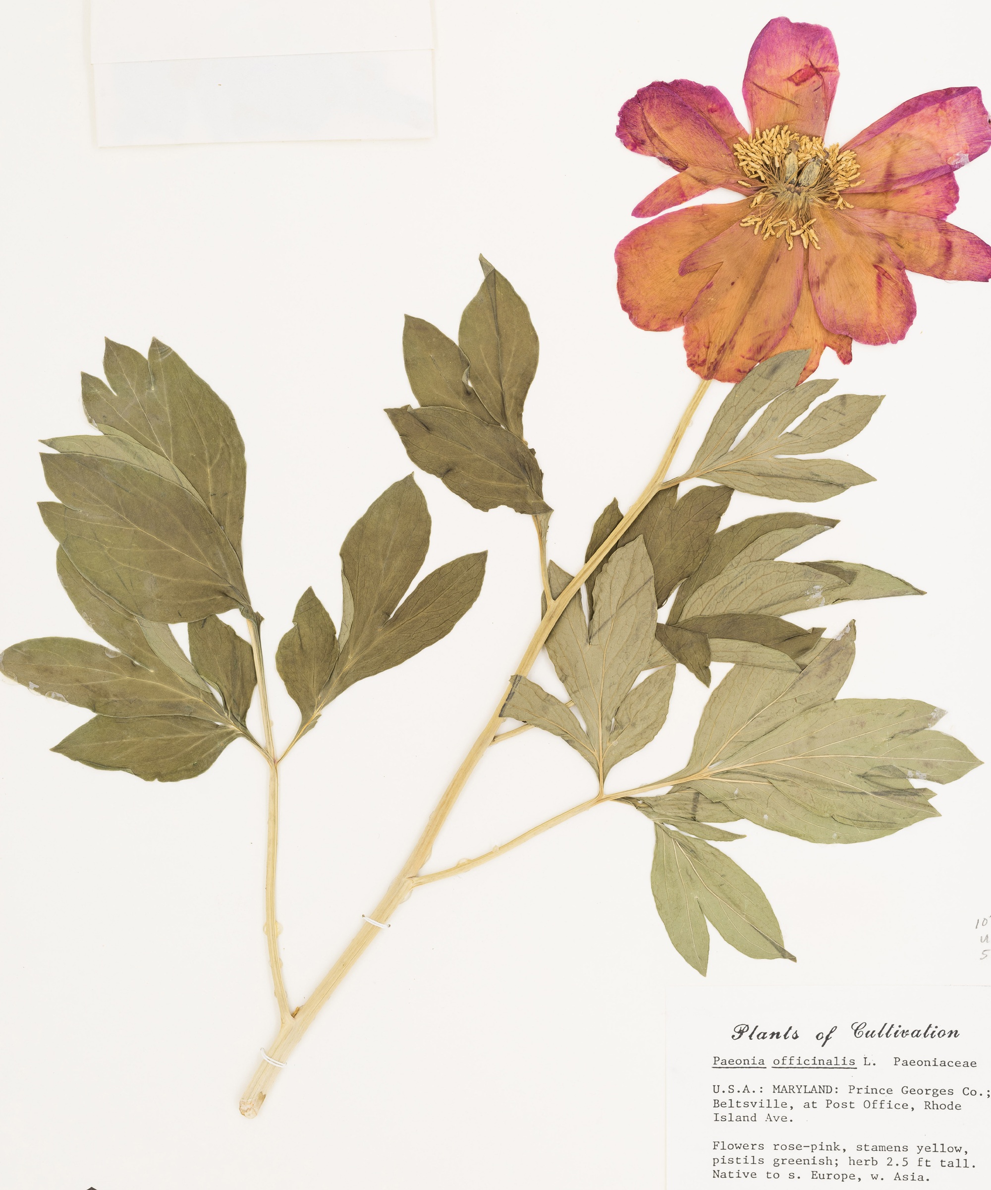 NYBG Steere herbarium