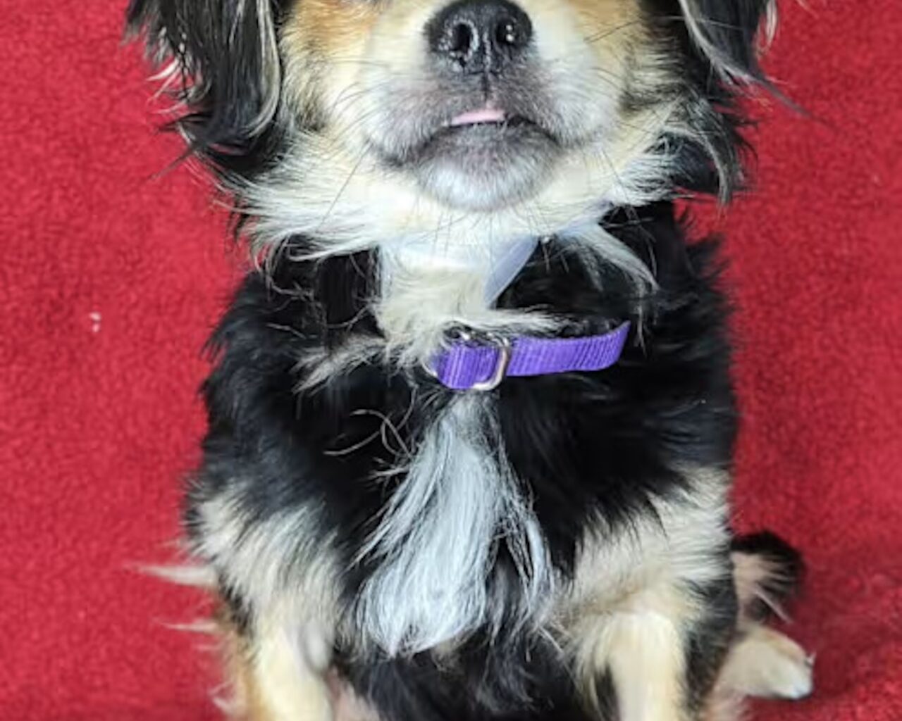 Good love, good food, and good company. Share it all with an adoptable pet: Feb 21-22