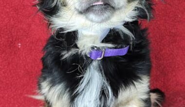 Good love, good food, and good company. Share it all with an adoptable pet: Feb 21-22