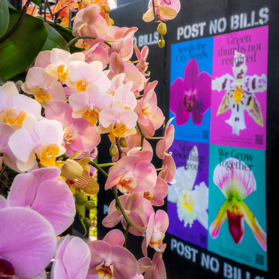 Pink orchids in focus with colorful flower posters and "Post No Bills" sign in the background.