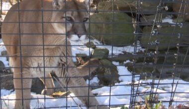 Buy a Valentine for an Animal