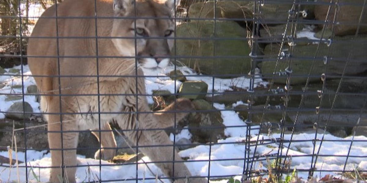 Buy a Valentine for an Animal