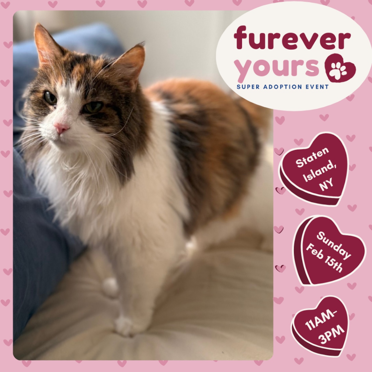 These adoptable pets could use your help…It’s National Pet Dental Health Month!  Feb. 14-15