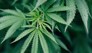 Governor Hochul Announces Appointment of John Kagia as Acting Executive Director of Office of Cannabis Management