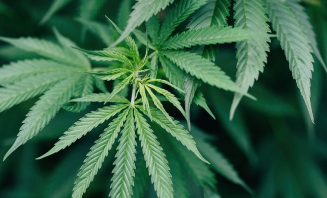 Governor Hochul Announces Appointment of John Kagia as Acting Executive Director of Office of Cannabis Management