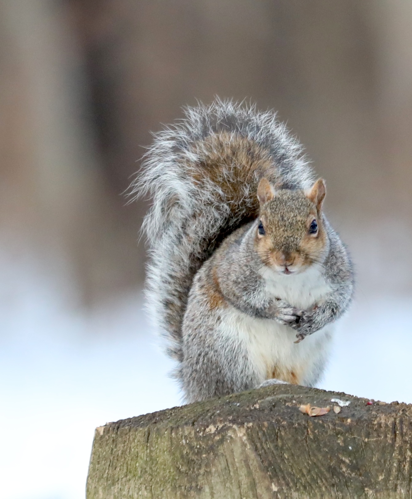 A few other visitors appeared during a 30-minute visit to the Conference House parking lot, like this squirrel. (Advance/SILive.com | Jan Somma-Hammel)