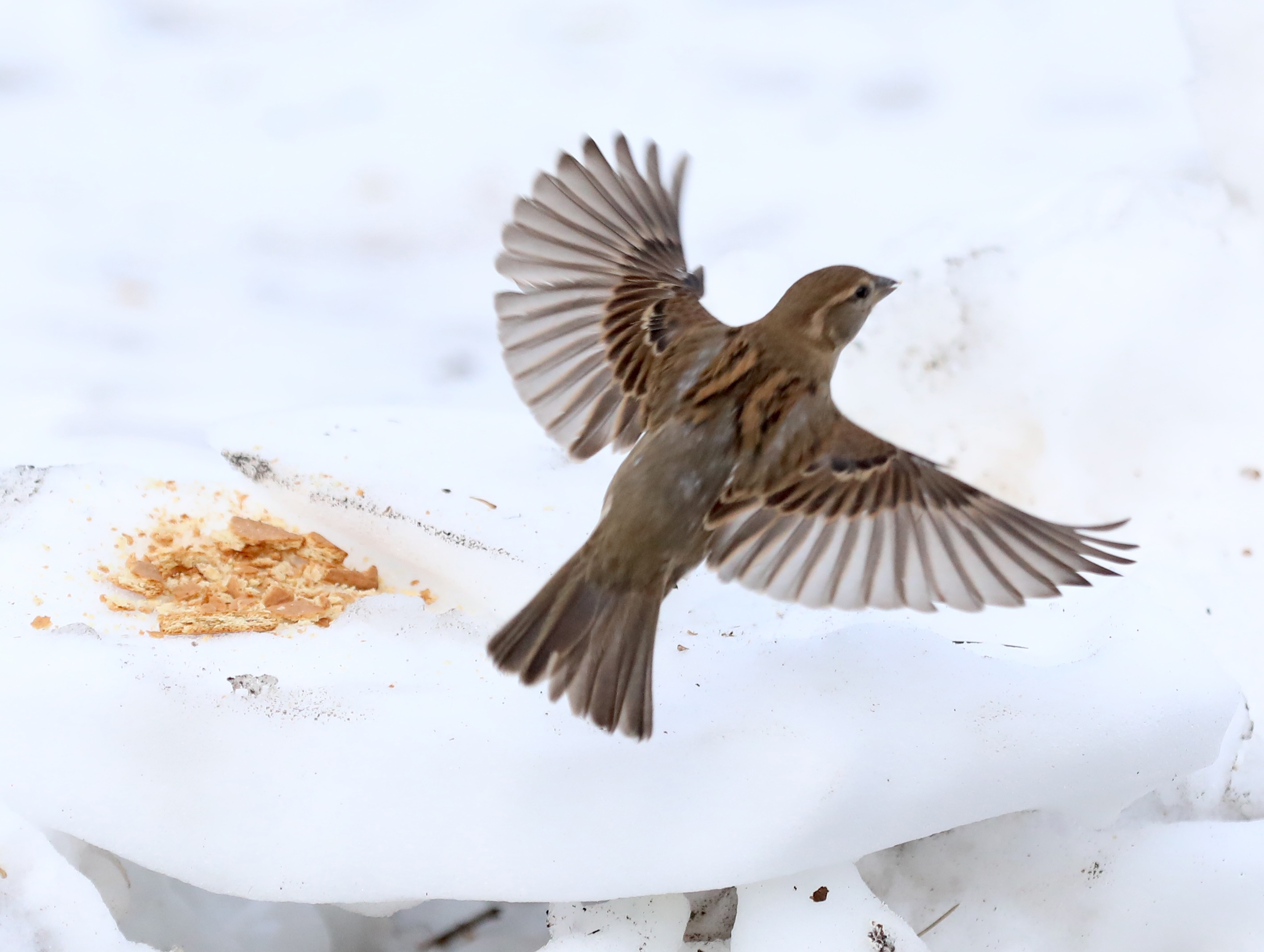Many colorful visitors appeared such as this female House Sparrow, during a 30-minute visit to the Conference House parking lot. (Advance/SILive.com | Jan Somma-Hammel)