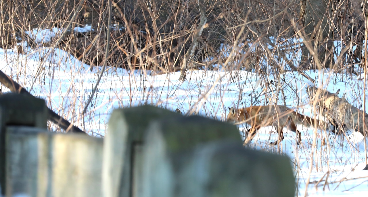 A fox catches breakfast