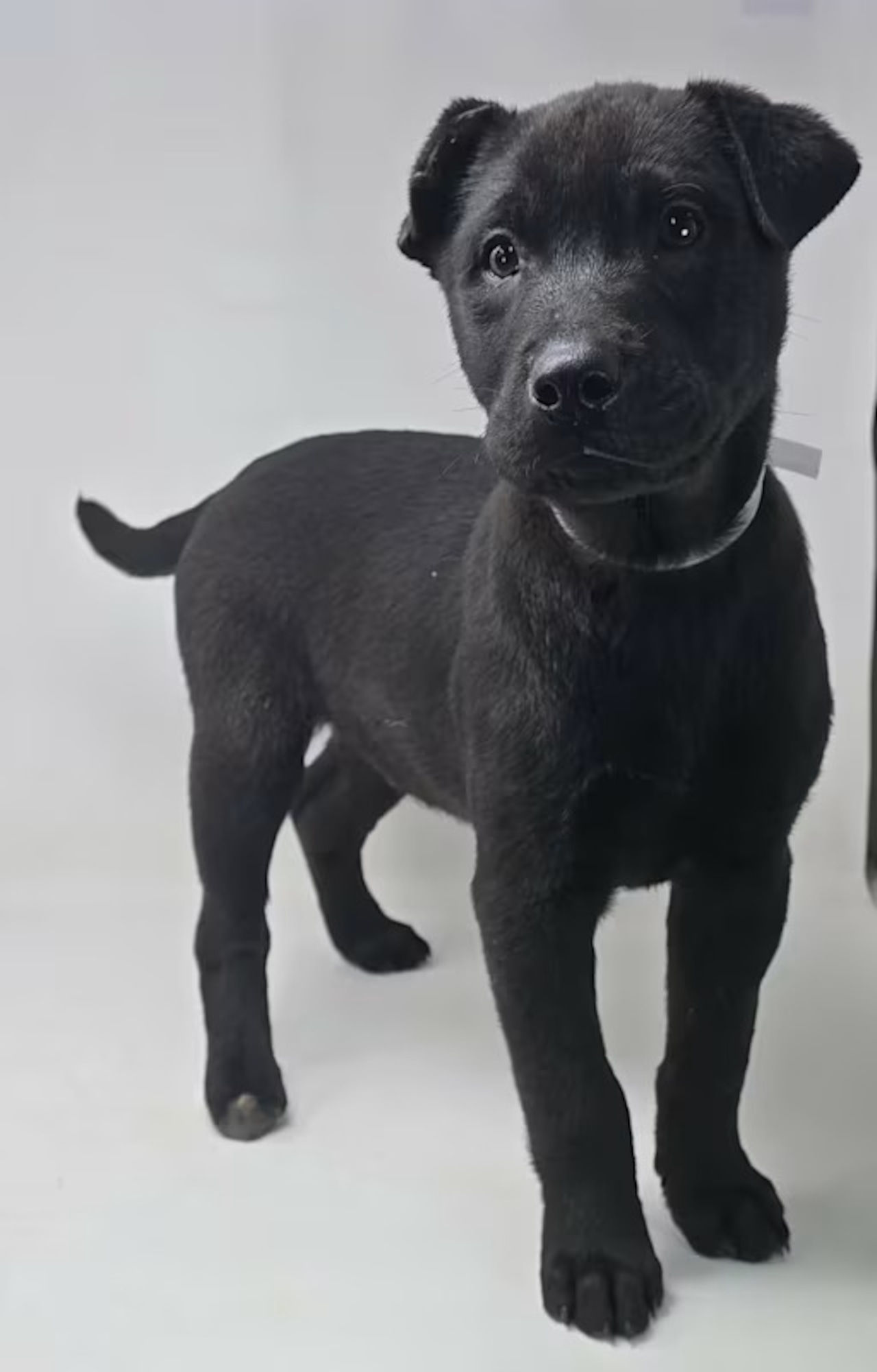 Good love, good food, and good company. Share it all with an adoptable pet. Feb 21-22