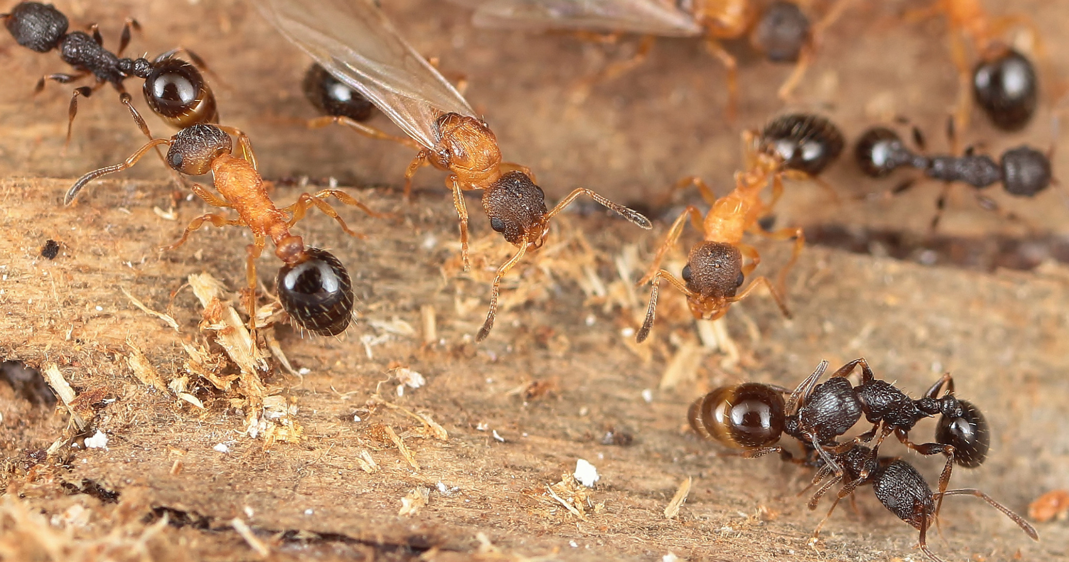 Nest of T. kinomurai containing young, winged gynomorphic and wingless intermorphic queens of T. kinomurai (light brown) and dark brown T. makora host workers