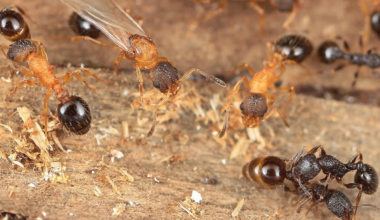 Parasitic ant species where every individual is a queen discovered in Japan