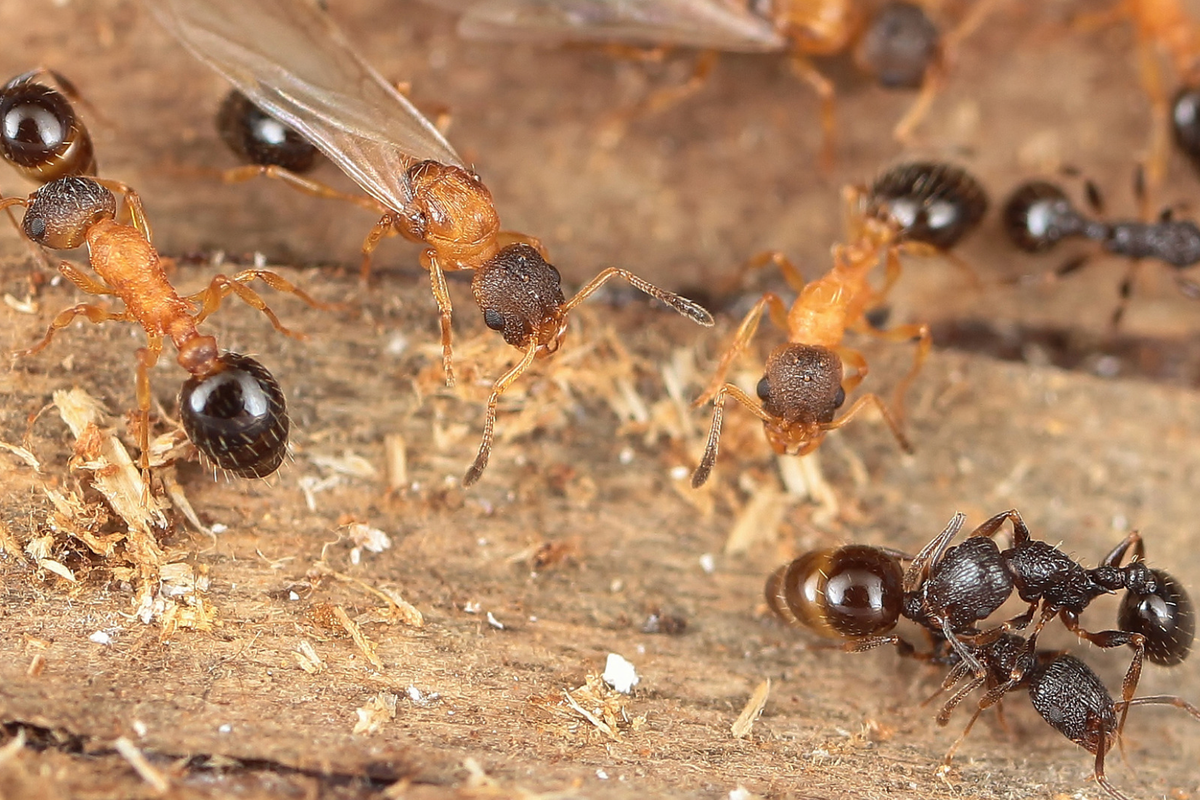 Parasitic ant species where every individual is a queen discovered in Japan