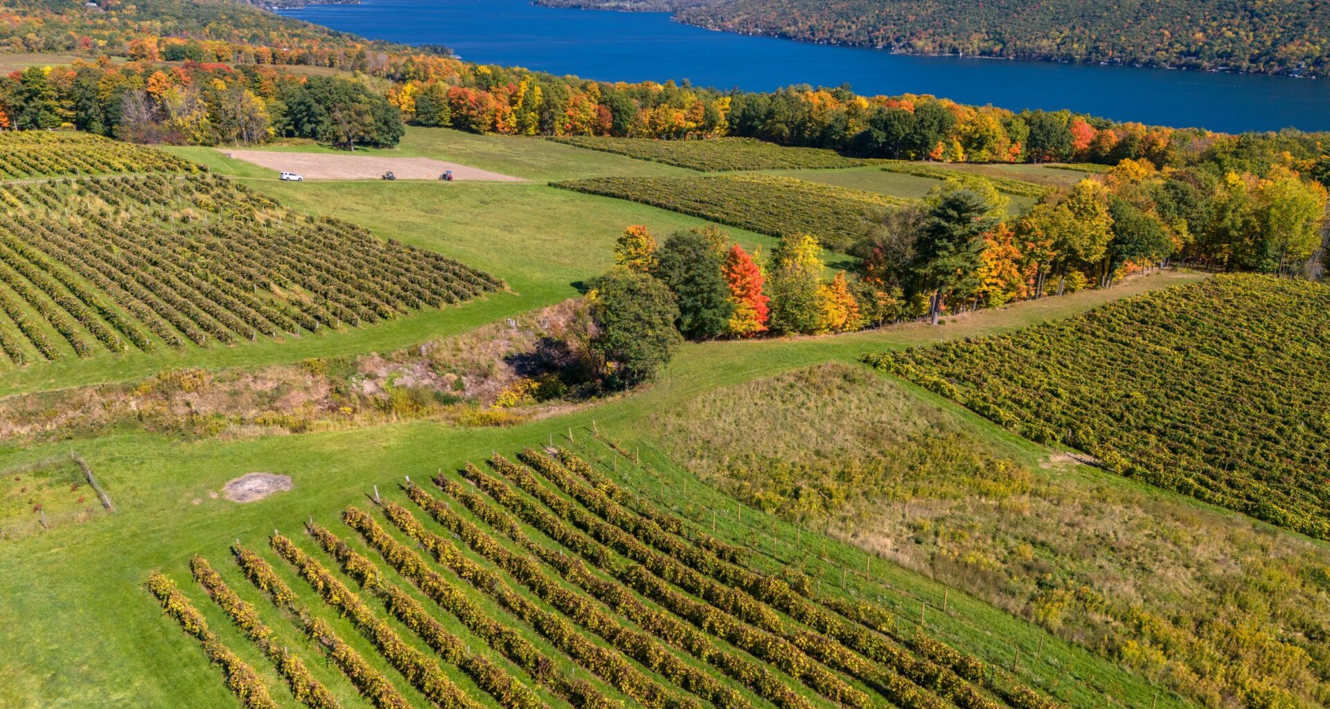 Cabernet Franc on track to become the official grape variety of New York State