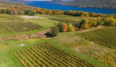 Cabernet Franc on track to become the official grape variety of New York State