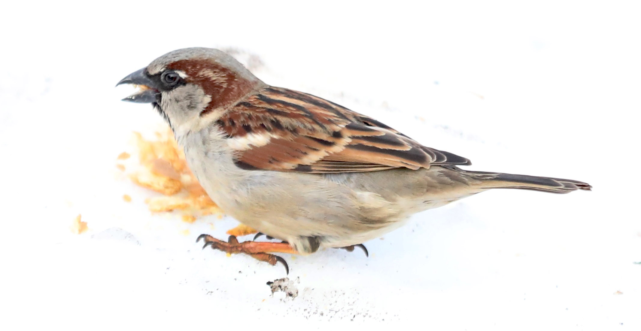 Many colorful visitors, such as this male House Sparrow, appeared during a 30-minute visit to the Conference House parking lot. (Advance/SILive.com | Jan Somma-Hammel)