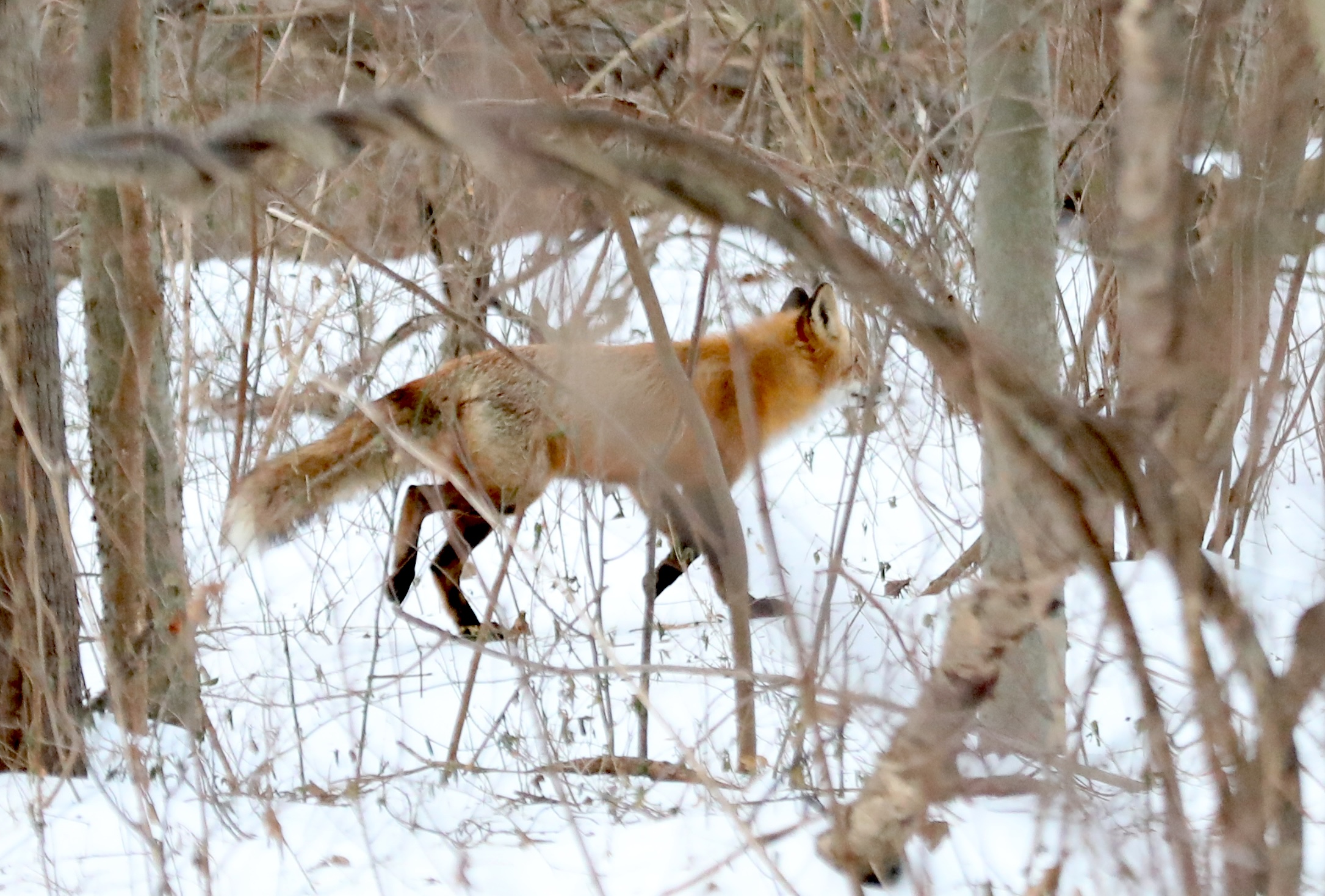 An elusive red fox appeared in the trees during a 30-minute visit to the Conference House parking lot. (Advance/SILive.com | Jan Somma-Hammel)