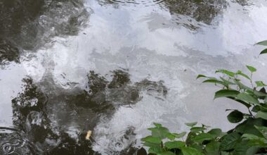 Congress Members demand Con Edison response to dielectric fluid leaks into Bronx River – Bronx Times