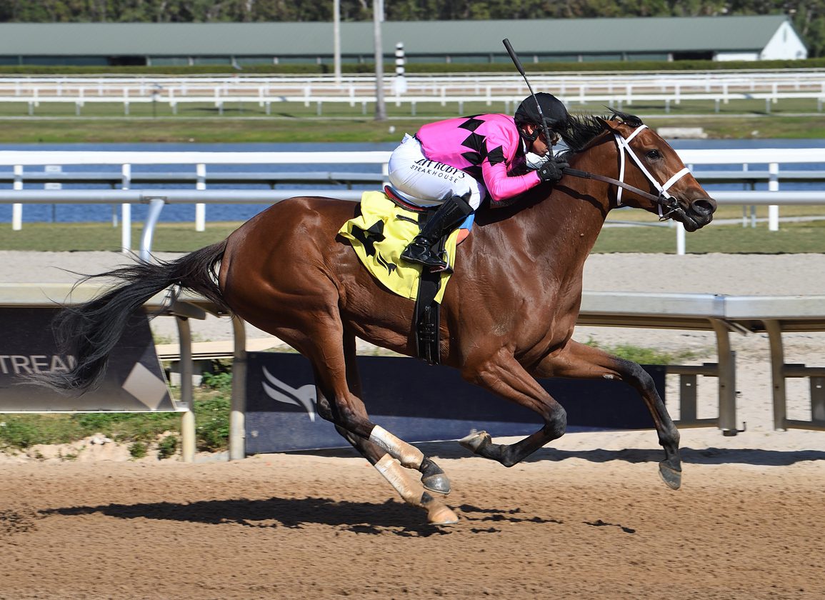 Quality Road's Prom Queen Voted 'TDN Rising Star' At Gulfstream