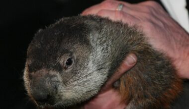 Watch: Punxsutawney Phil, Staten Island Chuck predict 6 more weeks of winter