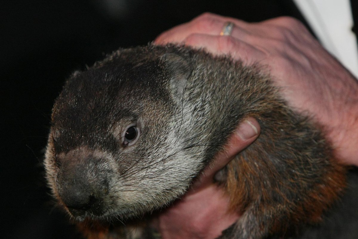 Watch: Punxsutawney Phil, Staten Island Chuck predict 6 more weeks of winter