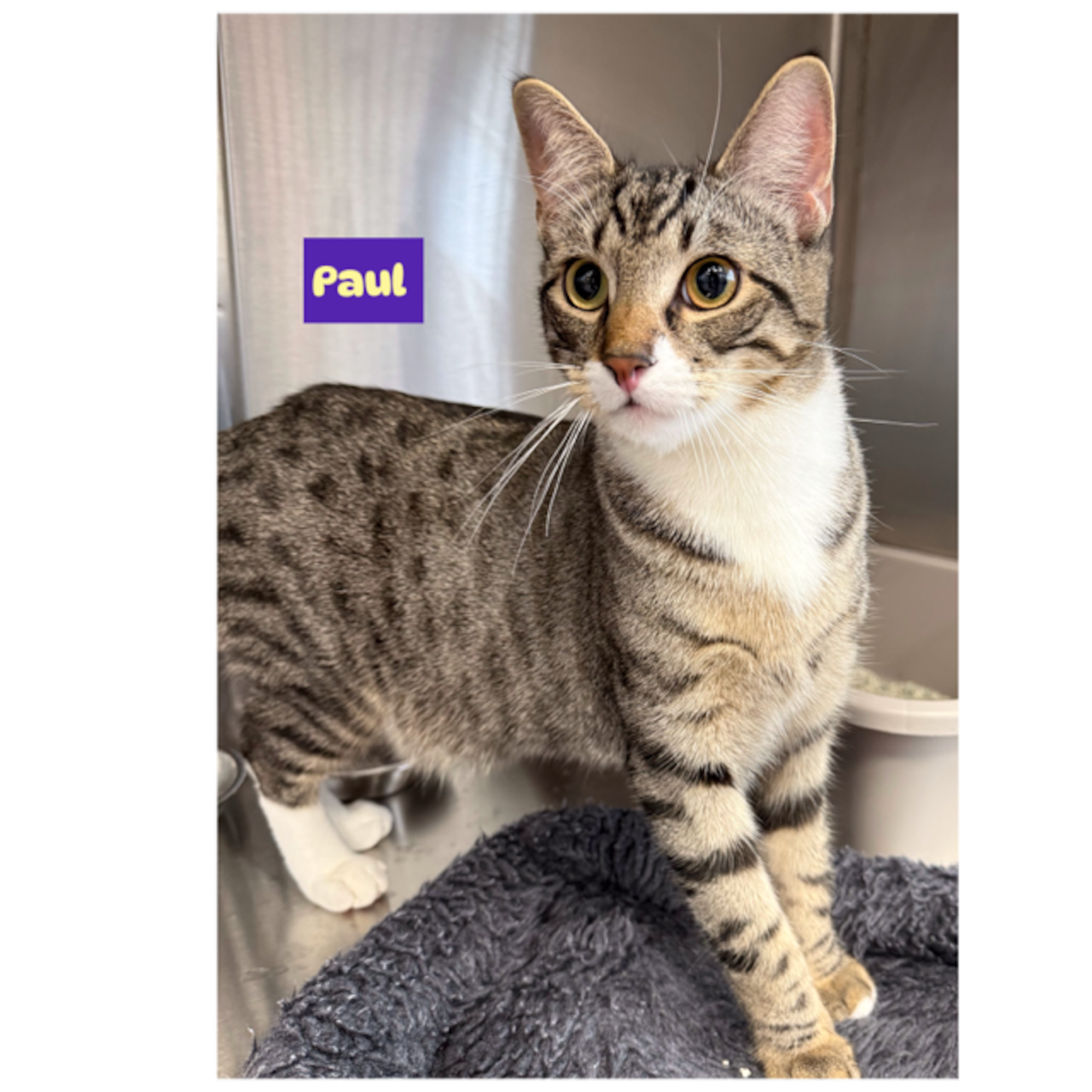 These adoptable pets could use your help…It’s National Pet Dental Health Month!  Feb. 14-15