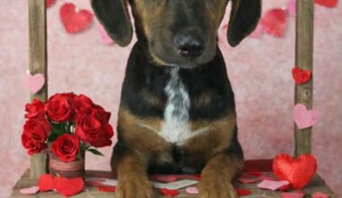 These adoptable pets could use your help … It’s National Pet Dental Health Month! Feb. 14-15