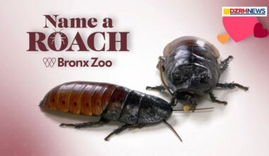 Bronx Zoo offers cockroach naming as quirky Valentine’s Day gift