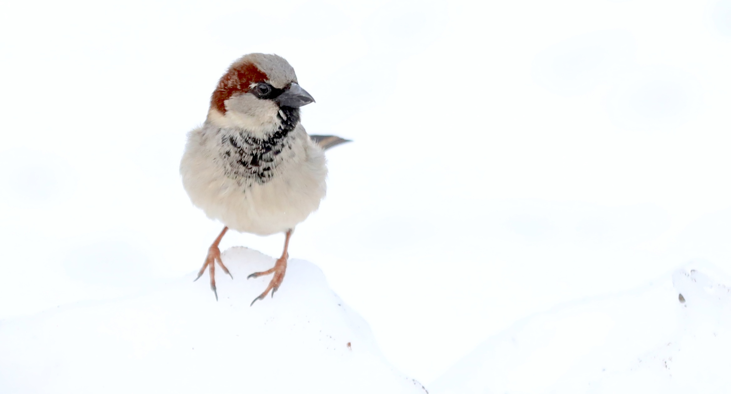 Many colorful visitors, such as this male House Sparrow, appeared during a 30-minute visit to the Conference House parking lot. (Advance/SILive.com | Jan Somma-Hammel)