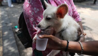 Dog owners face fines, jail time under Upstate NY city's new weather protection law