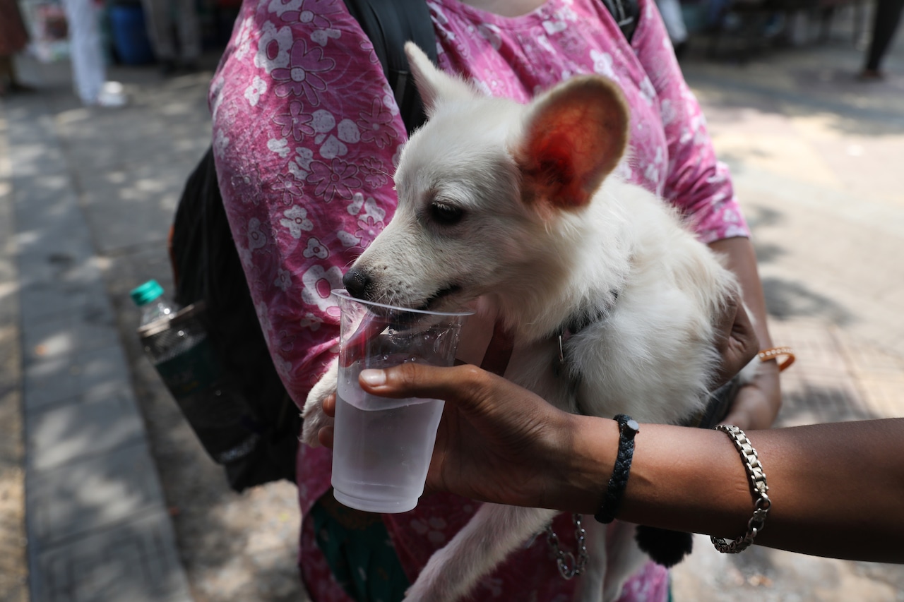Dog owners face fines, jail time under Upstate NY city's new weather protection law