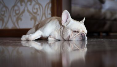 Staten Island nurses reunite terrified French bulldog with owners after it was dumped in freezing parking lot