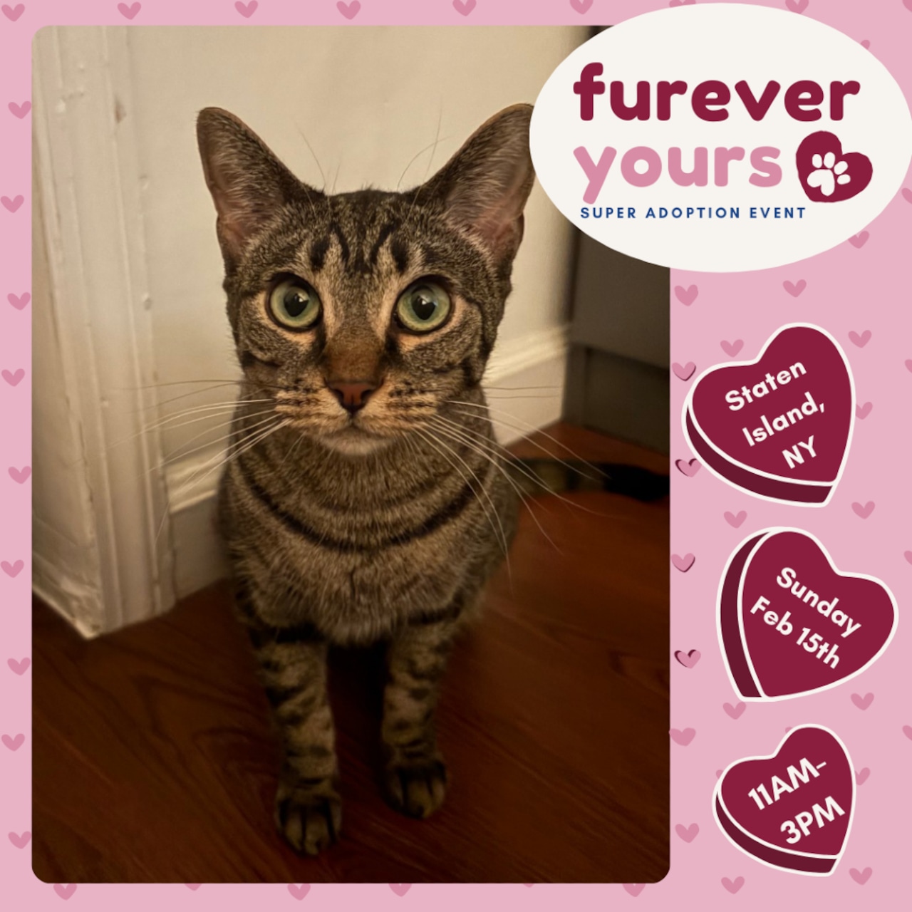 Looking for love…here you go.  Adoptable pets here to change your life: Feb 7 - Feb 8