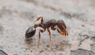 Everyone's a queen: The ant species with no males or workers