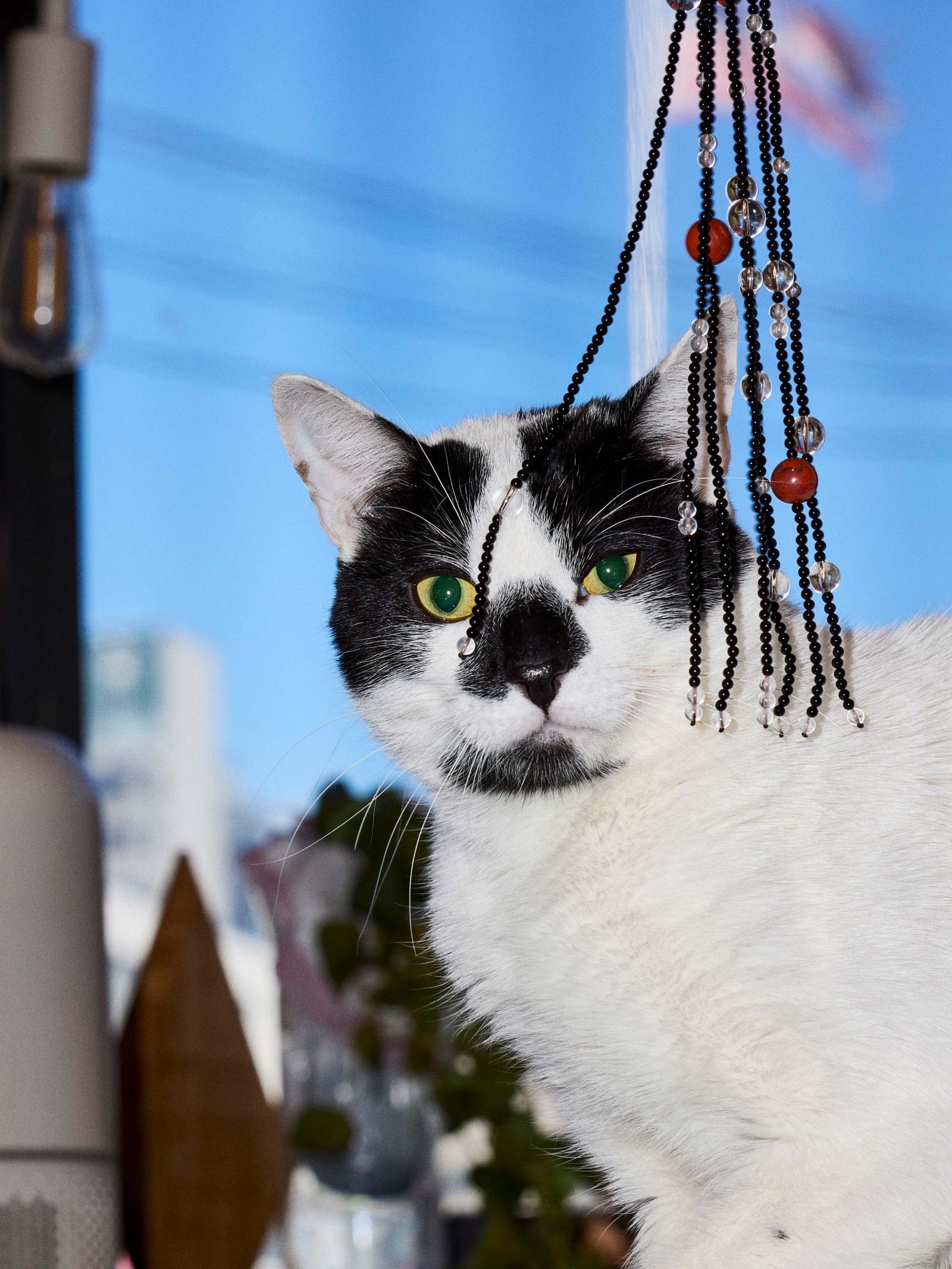 Image may contain Animal Cat Mammal Pet Accessories Jewelry Necklace Art and Handicraft