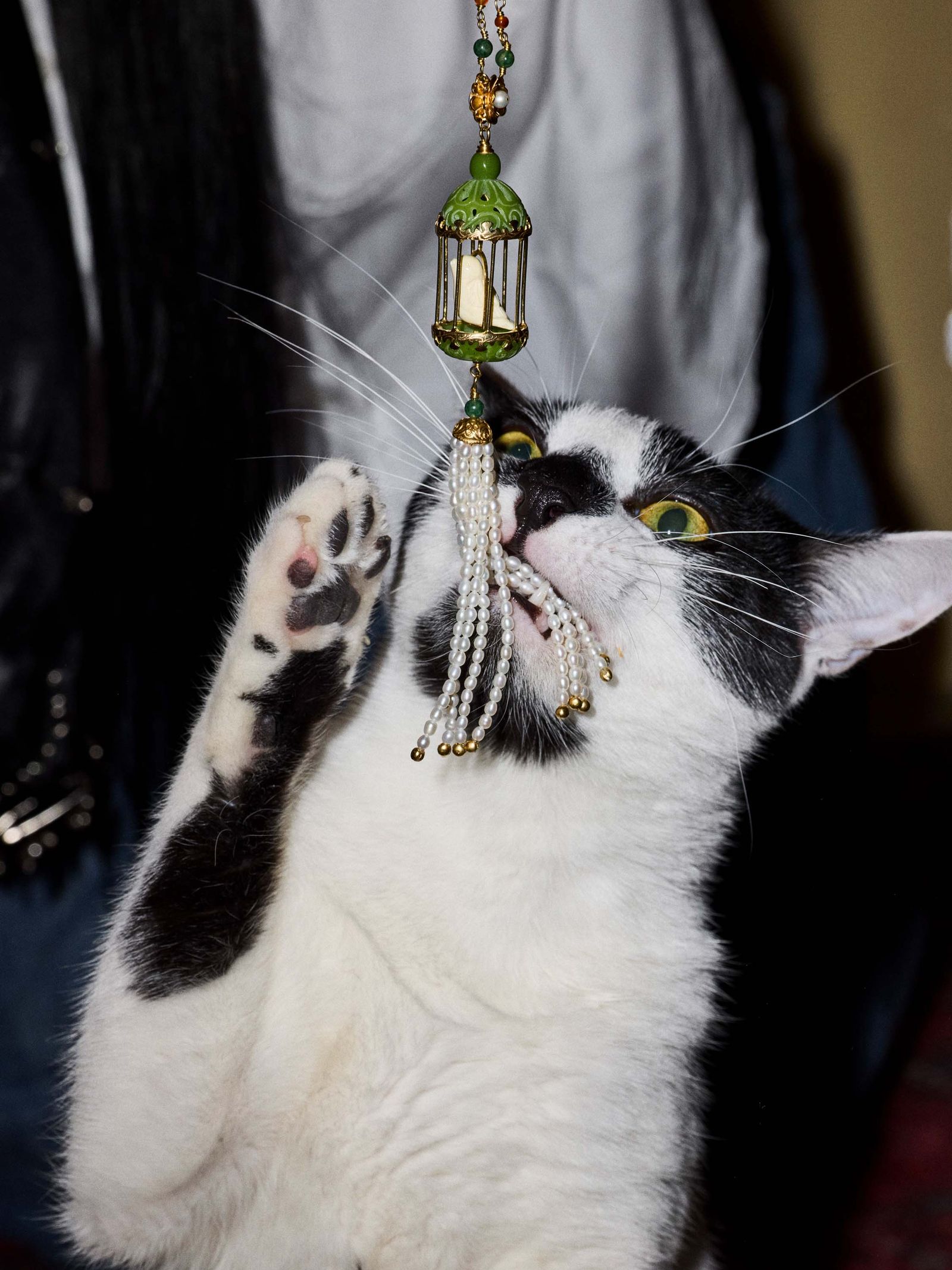 Image may contain Accessories Animal Cat Mammal and Pet